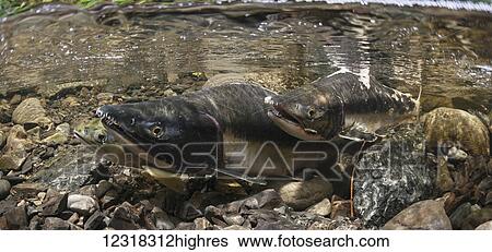 Stock Photograph - Underwater view of a sockeye salmon (Oncorhynchus nerka) spawning pair and a challenger male in Eccles Creek near Cordova, Alaska in the summer; Alaska, United States of America. Fotosearch