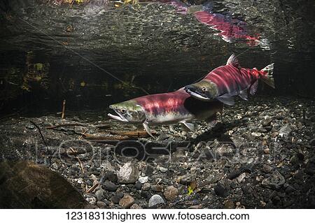 Stock Photograph - Underwater view of a sockeye salmon (Oncorhynchus nerka) spawning pair and a challenger male in Power Creek near Cordova, Alaska in the summer; Alaska, United States of America. Fotosearch