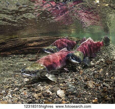 Stock Photograph - Underwater view of a sockeye salmon (Oncorhynchus nerka) spawning pair and a sneaker male in Power Creek near Cordova, Alaska in the summer; Alaska, United States of America. Fotosearch