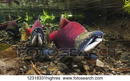 Stock Photograph - Underwater view of competing male sockeye salmon (Oncorhynchus nerka) in Power Creek near Cordova, Alaska in the summer; Alaska, United States of America. Fotosearch