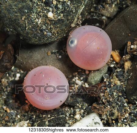 Stock Photograph - Underwater view of developing sockeye salmon (Oncorhynchus nerka) eggs in Power Creek near Cordova and Prince William Sound; Alaska, United States of America. Fotosearch