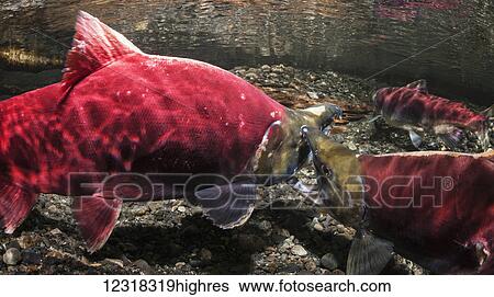Stock Photograph - Underwater view of male sockeye salmon (Oncorhynchus nerka) aggression in Power Creek near Cordova, Alaska in the summer; Alaska, United States of America. Fotosearch