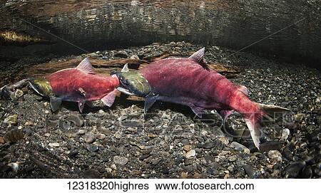 Stock Photograph - Underwater view of male sockeye salmon (Oncorhynchus nerka) aggression in Power Creek near Cordova, Alaska in the summer; Alaska, United States of America. Fotosearch
