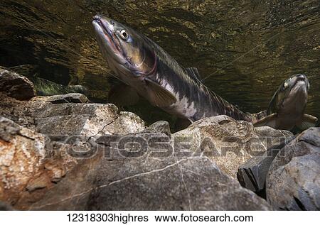 Stock Photograph - Underwater view of migrating pink salmon (Oncorhynchus gorbuscha) in Eccles Creek near Cordova, Alaska in the summer; Alaska, United States of America. Fotosearch