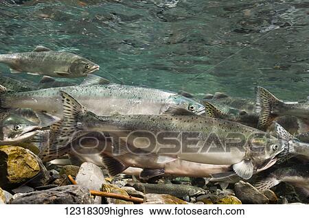 Stock Photograph - Underwater view of migrating pink salmon (Oncorhynchus gorbuscha) in Hartney Creek, with a Dolly Varden trout (Salvelinus malma) lurking near the bottom, near Cordova, Alaska in the summer; Alaska, United States of America. Fotosearch