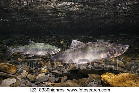 Stock Photograph - Underwater view of migrating pink salmon (Oncorhynchus gorbuscha) in Hartney Creek near Cordova, Alaska in the summer; Alaska, United States of America. Fotosearch