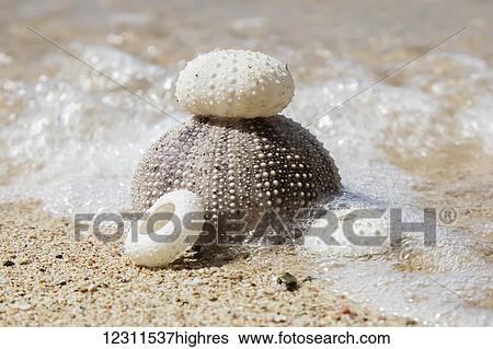 Urchin shells on a beach; St. Croix, Virgin Islands, United States of America View Large Photo Image Stock Photograph - Urchin shells on a beach; St. Croix, Virgin Islands, United States of America. Fotosearch