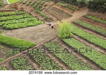 Stock Photo - Vegetables Planted In Fields Along The Road Between Ranohira & Ambalavao, Fianarantsoa Province, Madagascar. Fotosearch