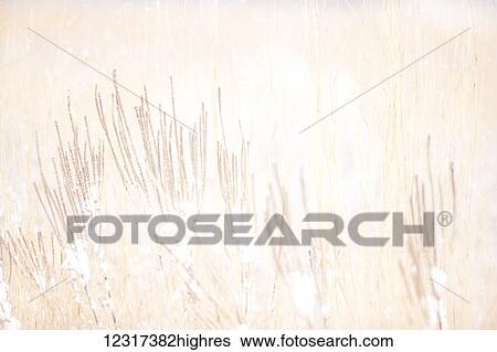 Vervain and prairie grasses in Smith Prairie in a snowstorm, Hubbard County; Minnesota, United States of America View Large Photo Image Stock Photograph - Vervain and prairie grasses in Smith Prairie in a snowstorm, Hubbard County; Minnesota, United States of America. Fotosearch