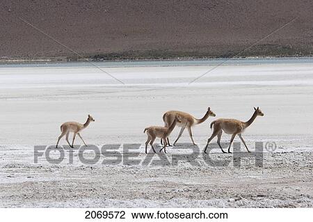 Stock Image - Vicugna. Fotosearch