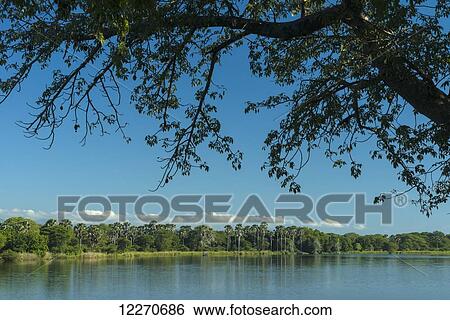 View across the Shire River from Mvuu Camp, Liwonde National Park; Malawi View Large Photo Image Stock Photograph - View across the Shire River from Mvuu Camp, Liwonde National Park; Malawi. Fotosearch