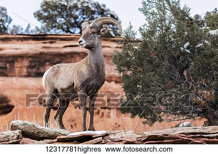 Stock Photograph - View of a Desert Bighorn Sheep (Ovis canadensis nelsoni)) in the Colorado National Monument; Colorado, United States of America. Fotosearch