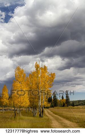 Stock Photograph - View of an approaching storm on a country road with fall aspen trees, North Rim Grand Canyon; Arizona, United States of America. Fotosearch