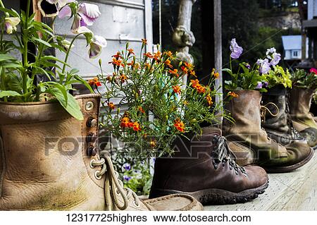 Stock Photograph - View of flowers growing in old hiking boots on the historic boardwalk, Alaska, Seldovia, Summer, USA.. Fotosearch