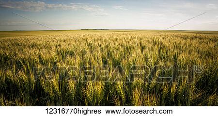 View over a green and golden wheat field; Saskatchewan, Canada View Large Photo Image Stock Photograph - View over a green and golden wheat field; Saskatchewan, Canada. Fotosearch