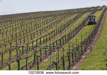 Vineyard maintenance; Salinas, California, United States of America View Large Photo Image Stock Photograph - Vineyard maintenance; Salinas, California, United States of America. Fotosearch