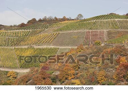 Vineyards In Wellmich, As Seen From The Rhine River, Rhineland-Palatinate, Germany View Large Photo Image Stock Image - Vineyards In Wellmich, As Seen From The Rhine River, Rhineland-Palatinate, Germany. Fotosearch