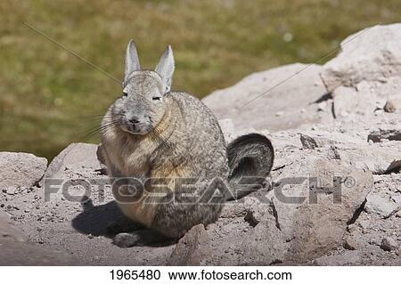Stock Image - Vizcacha (Lagadium Vizcacia), Lauca National Park, Arica & Parinacota Region, Chile. Fotosearch