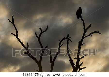 Stock Photograph - Vulture sitting in a tree at sunrise; South Africa. Fotosearch