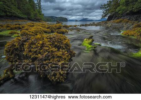 Stock Photograph - Water flows toward the ocean from a forest stream at low tide; Haida Gwaii, British Columbia, Canada. Fotosearch