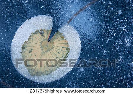 Stock Photograph - Water lily pad in lake ice on Lake 16 in Hubbard County; Minnesota, United States of America. Fotosearch