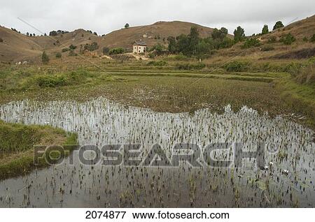 Water Lily Pond On The Road Between Antananarivo & Ambositra, Antananarivo Province, Madagascar View Large Photo Image Stock Photo - Water Lily Pond On The Road Between Antananarivo & Ambositra, Antananarivo Province, Madagascar. Fotosearch