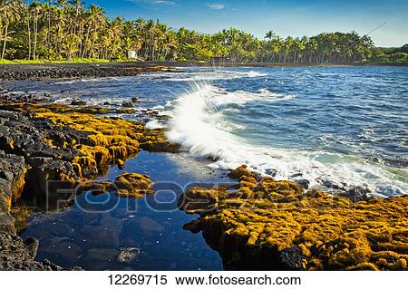 Wave crashes into volcanic black shore covered with seaweed, coconut palm trees suround the beach, Punaluu Black Sand Beach; Island of Hawaii, Hawaii, United States of America View Large Photo Image Stock Photography - Wave crashes into volcanic black shore covered with seaweed, coconut palm trees suround the beach, Punaluu Black Sand Beach; Island of Hawaii, Hawaii, United States of America. Fotosearch