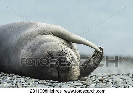 Weddell seal (Leptonychotes weddellii); Half Moon Island, South Shetlands, Antarctica View Large Photo Image Stock Photograph - Weddell seal (Leptonychotes weddellii); Half Moon Island, South Shetlands, Antarctica. Fotosearch