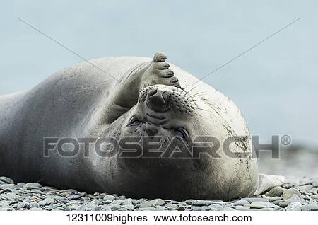 Stock Photograph - Weddell seal (Leptonychotes weddellii); Half Moon Island, South Shetlands, Antarctica. Fotosearch
