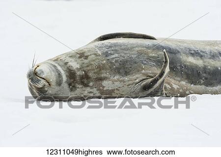 Weddell seal (Leptonychotes weddellii); Half Moon Island, South Shetland Islands, Antarctica View Large Photo Image Stock Photograph - Weddell seal (Leptonychotes weddellii); Half Moon Island, South Shetland Islands, Antarctica. Fotosearch