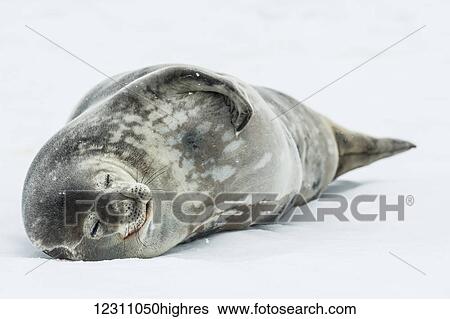 Weddell seal (Leptonychotes weddellii); Half Moon Island, South Shetland Islands, Antarctica View Large Photo Image Stock Photograph - Weddell seal (Leptonychotes weddellii); Half Moon Island, South Shetland Islands, Antarctica. Fotosearch