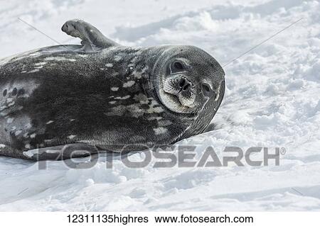 Stock Photograph - Weddell seal (Leptonychotes weddellii) in the snow; Elephant Island, South Shetland Islands, Antarctica. Fotosearch