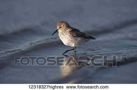 Stock Photograph - Western sandpiper (Calidris mauri) at low tide near Cordova and Prince William Sound, Alaska during their spring migration; Alaska, United States of America. Fotosearch