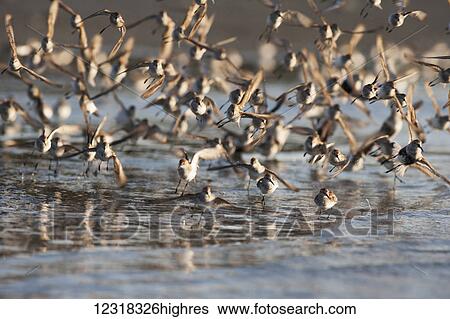 Stock Photograph - Western sandpipers (Calidris mauri) and dunlins (Calidris alpina) taking off from Hartney Bay at low tide near Cordova and Prince William Sound, Alaska during their spring migration; Alaska, United States of America. Fotosearch