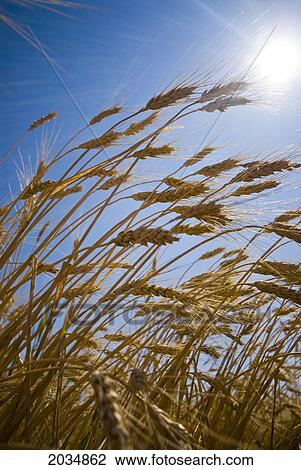 Wheat Field In The Summer, Lumsden, Saskatchewan View Large Photo Image Stock Image - Wheat Field In The Summer, Lumsden, Saskatchewan. Fotosearch