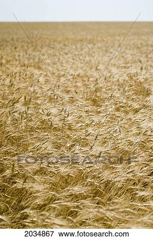 Stock Photo - Wheat Field In The Summer, Lumsden, Saskatchewan. Fotosearch