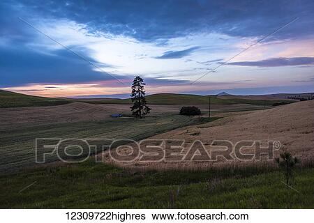 Wheat fields at sunset; Palouse, Washington, United States of America View Large Photo Image Stock Photograph - Wheat fields at sunset; Palouse, Washington, United States of America. Fotosearch