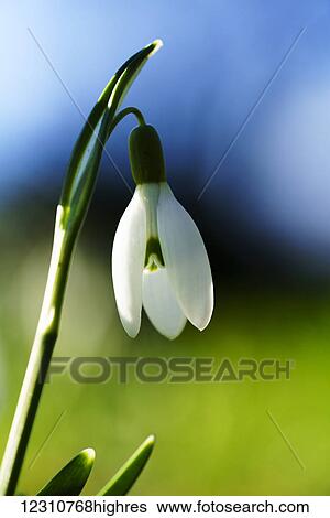 White flower drooping against blue and green background; South Shields, Tyne and Wear, England View Large Photo Image Stock Photograph - White flower drooping against blue and green background; South Shields, Tyne and Wear, England. Fotosearch