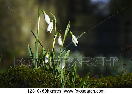White flowers blossoming in a garden; South Shields, Tyne and Wear, England View Large Photo Image Stock Photograph - White flowers blossoming in a garden; South Shields, Tyne and Wear, England. Fotosearch