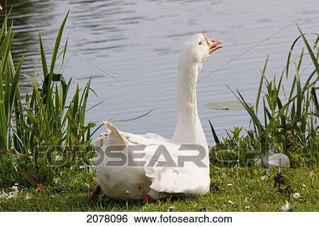 Stock Photograph - White Goose, Kinderdijk, Netherlands. Fotosearch