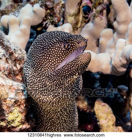 Stock Photograph - Whitemouth Moray Eel (Gymnothorax meleagris) portrait taken while scuba diving the Kona coast; Kona, Island of Hawaii, Hawaii, United States of America. Fotosearch
