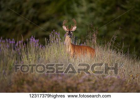 Stock Photograph - Whitetail deer buck (Odocoileus virginianus) with antlers in velvet in Smith Prairie, Hubbard County; Minnesota, United States of America. Fotosearch