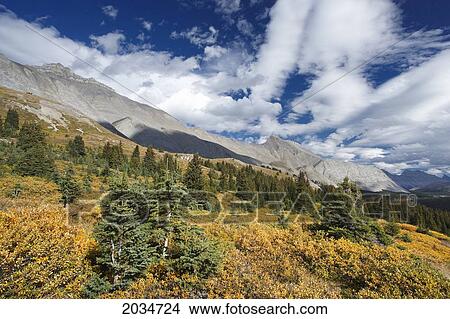 Picture - Wilcox Pass In Fall Colours Looking Towards Nigel Peak And Cirrus Mountain, Jasper National Park, Alberta. Fotosearch