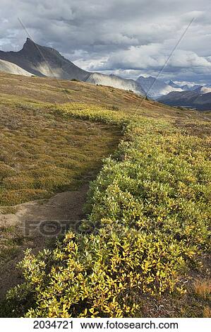 Wilcox Pass With Nigel Peak In The Background, Jasper National Park, Alberta View Large Photo Image Stock Image - Wilcox Pass With Nigel Peak In The Background, Jasper National Park, Alberta. Fotosearch