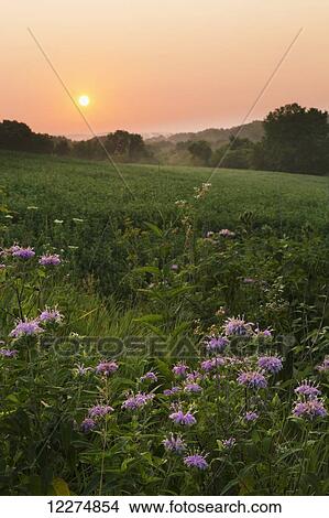 Wild Bergamot along a rural road at sunrise, near Edgewood; Iowa, United States of America View Large Photo Image Picture - Wild Bergamot along a rural road at sunrise, near Edgewood; Iowa, United States of America. Fotosearch