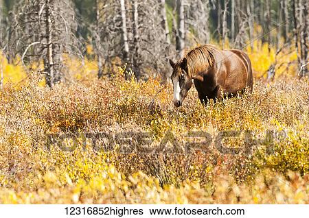 Stock Photograph - Wild horse grazing the shrubs in autumn colours; Sundre, Alberta, Canada. Fotosearch