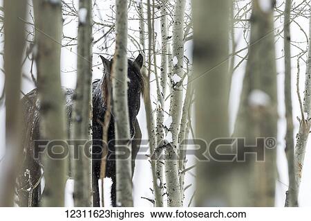 Stock Photograph - Wild horse hiding in trees; Turner Valley, Alberta, Canada. Fotosearch