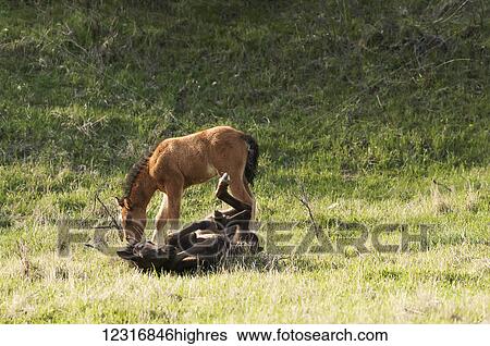 Stock Photograph - Wild horse in a field with foal rolling on it's back; Sundre, Alberta, Canada. Fotosearch