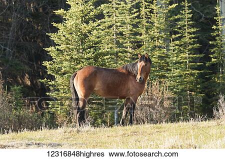 Wild horse in a forest; Sundre, Alberta, Canada View Large Photo Image Stock Photograph - Wild horse in a forest; Sundre, Alberta, Canada. Fotosearch