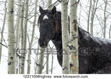 Stock Photograph - Wild horse in a snowstorm; Turner Valley, Alberta, Canada. Fotosearch